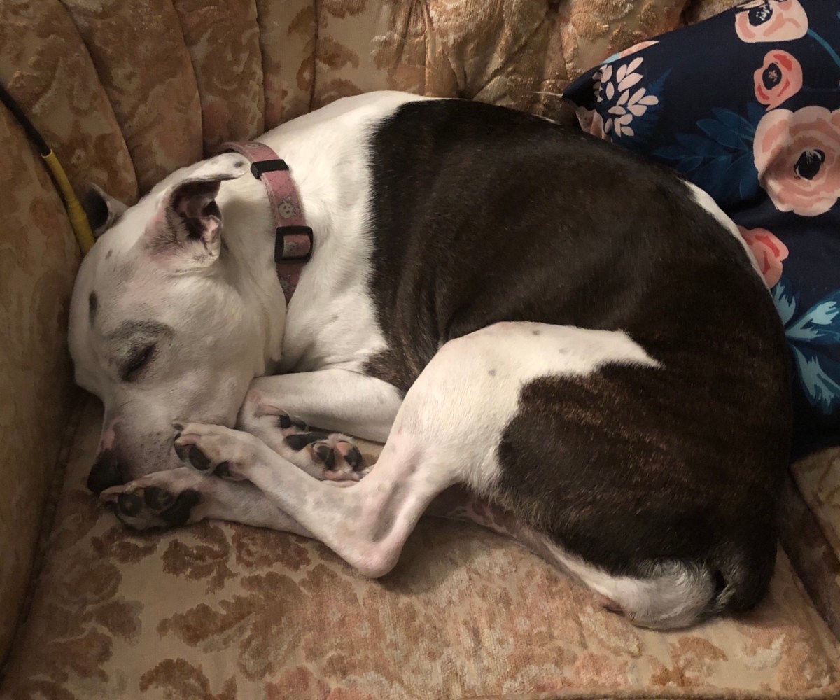 oh, little dog of&nbsp;pity