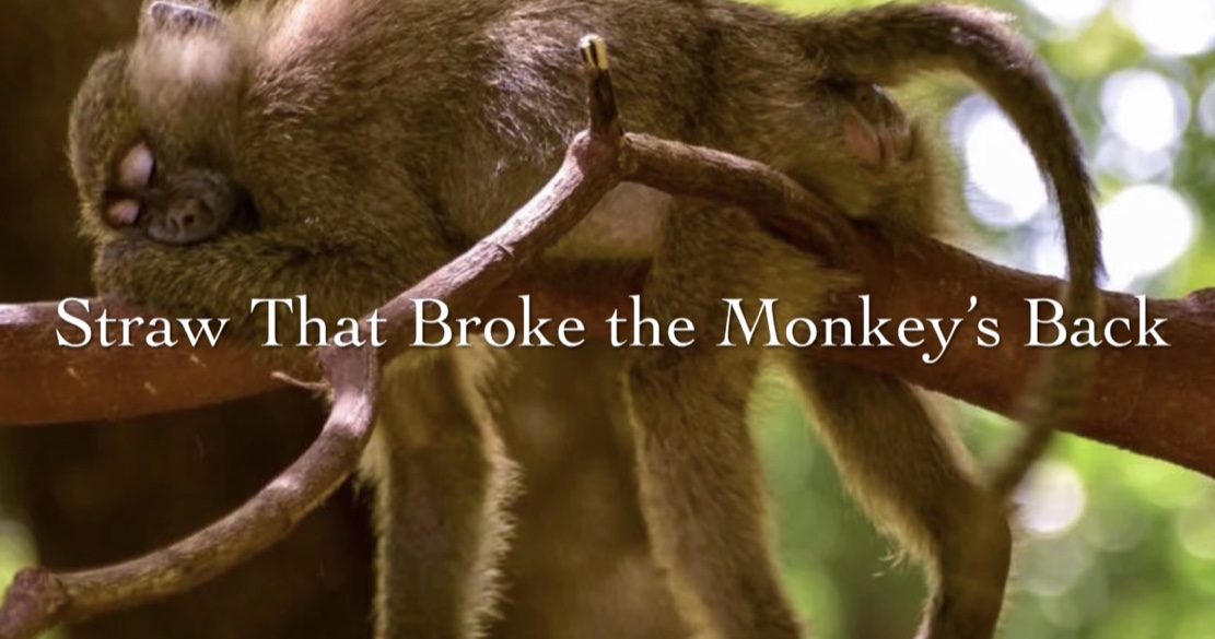 Straw That Broke the Monkey’s&nbsp;Back