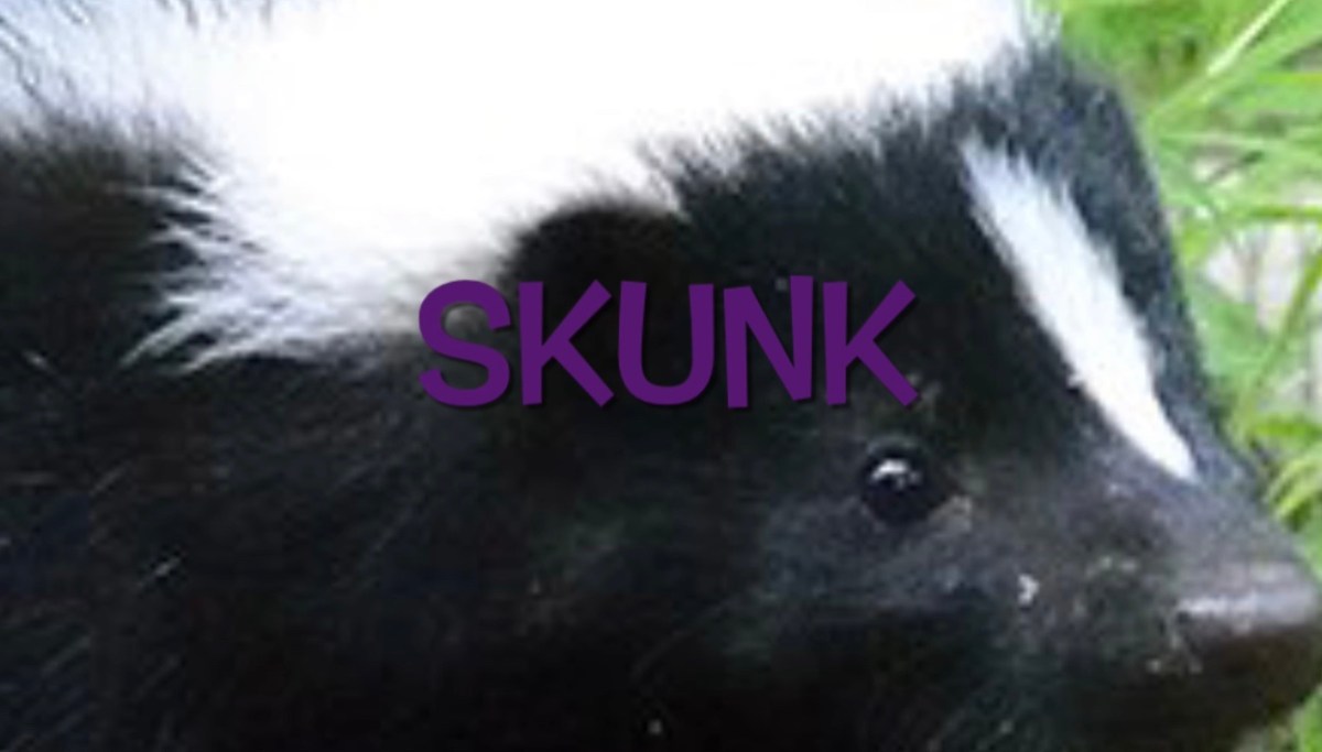 Skunk