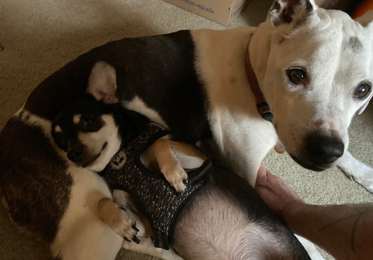 Get Yourself a&nbsp;Dog