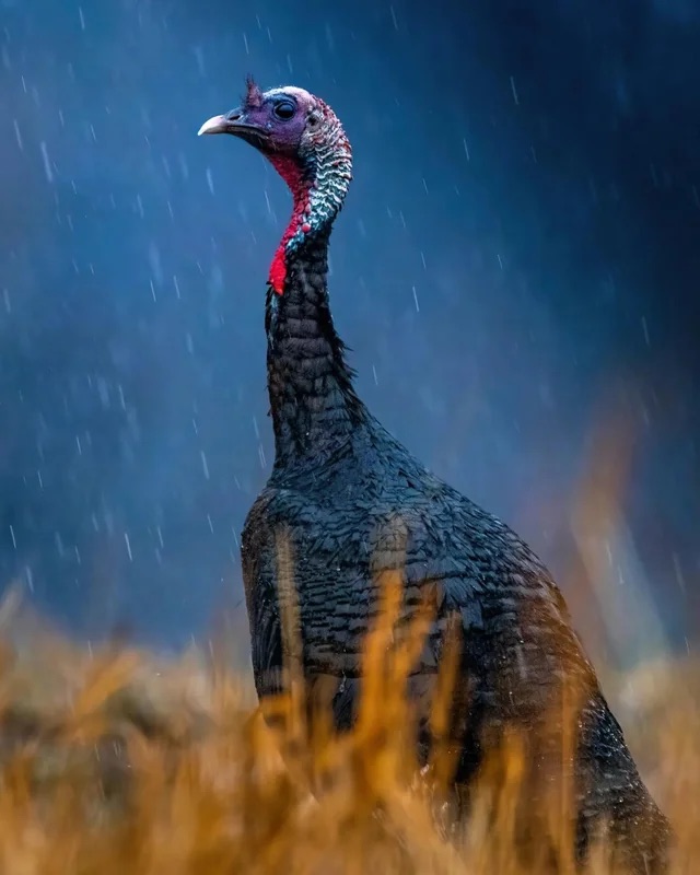 Billionaires and Dumb&nbsp;Birds